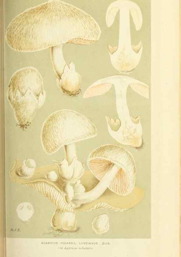 Reproducción/Reproduction 8722229145: Illustrations of British Fungi (Hymenomycetes), to serve as an atlas to the ""Handbook of British Fungi"".. LondonWilliams and Norgate1881-91