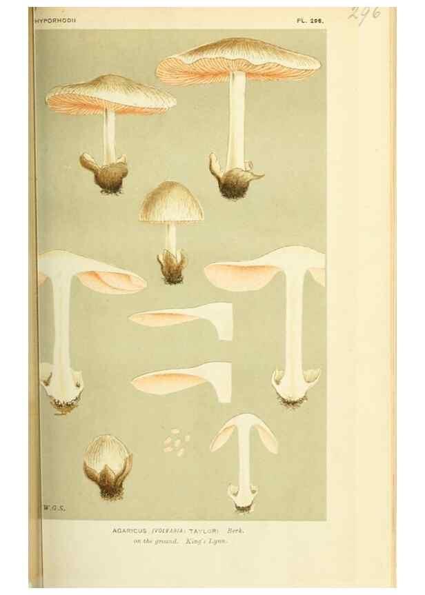 Reproducción/Reproduction 8723349080: Illustrations of British Fungi (Hymenomycetes), to serve as an atlas to the ""Handbook of British Fungi"".. LondonWilliams and Norgate1881-91