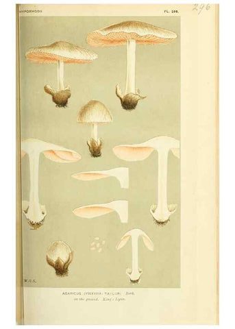 Reproducción/Reproduction 8723349080: Illustrations of British Fungi (Hymenomycetes), to serve as an atlas to the ""Handbook of British Fungi"".. LondonWilliams and Norgate1881-91