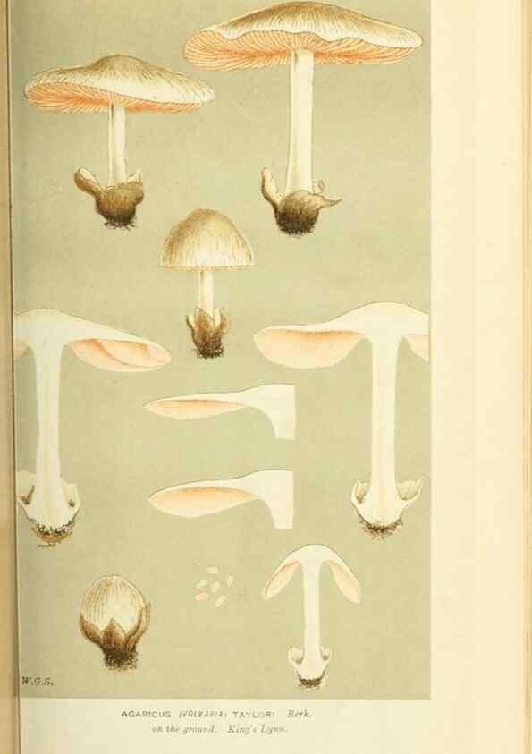 Reproducción/Reproduction 8723349080: Illustrations of British Fungi (Hymenomycetes), to serve as an atlas to the ""Handbook of British Fungi"".. LondonWilliams and Norgate1881-91