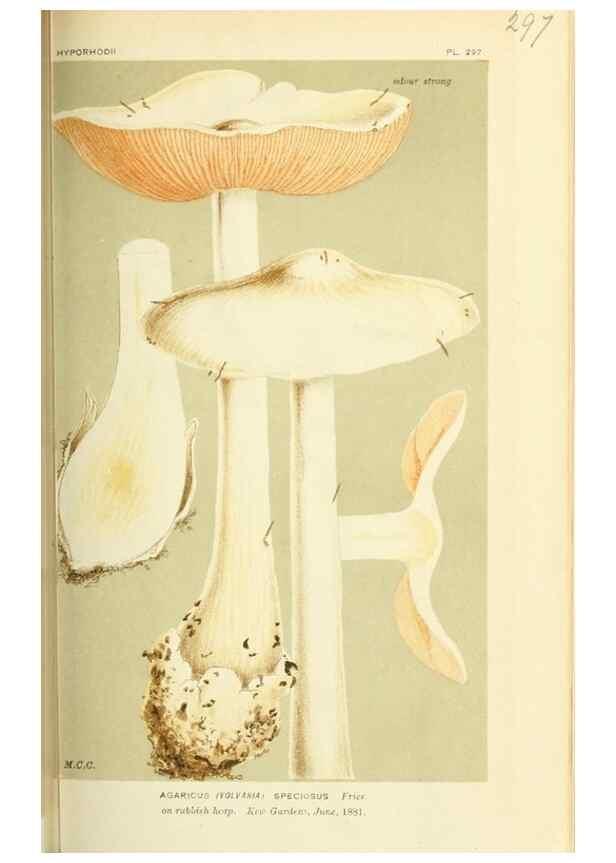 Reproducción/Reproduction 8723349446: Illustrations of British Fungi (Hymenomycetes), to serve as an atlas to the ""Handbook of British Fungi"".. LondonWilliams and Norgate1881-91