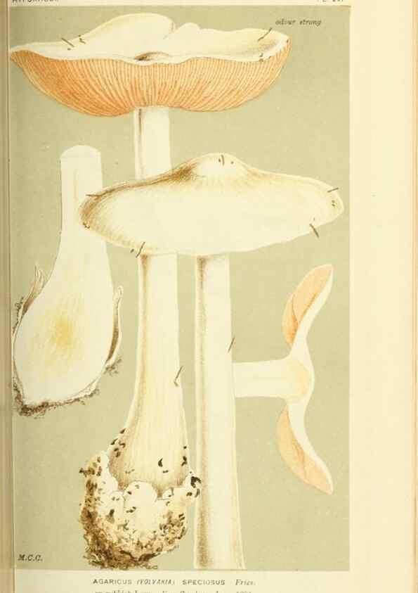 Reproducción/Reproduction 8723349446: Illustrations of British Fungi (Hymenomycetes), to serve as an atlas to the ""Handbook of British Fungi"".. LondonWilliams and Norgate1881-91