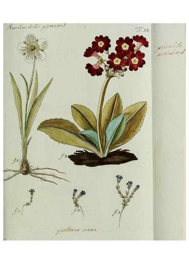 Reproducción/Reproduction 8720936596: Nicolai Josephi Jacquin Miscellanea austriaca ad botanicam, chemiam, et historiam naturalem spectantia, cum figuris partim coloratis. Vol. I-[II].. VindobonæEx officina Krausiana,1778-1781.