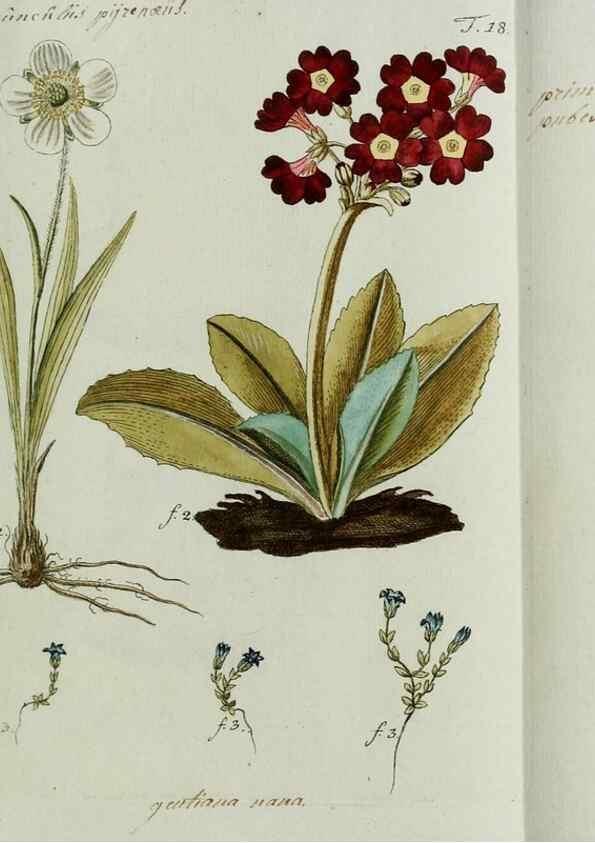 Reproducción/Reproduction 8720936596: Nicolai Josephi Jacquin Miscellanea austriaca ad botanicam, chemiam, et historiam naturalem spectantia, cum figuris partim coloratis. Vol. I-[II].. VindobonæEx officina Krausiana,1778-1781.