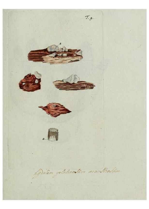 Reproducción/Reproduction 8720932970: Nicolai Josephi Jacquin Miscellanea austriaca ad botanicam, chemiam, et historiam naturalem spectantia, cum figuris partim coloratis. Vol. I-[II].. VindobonæEx officina Krausiana,1778-1781.