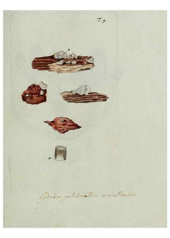Reproducción/Reproduction 8720932970: Nicolai Josephi Jacquin Miscellanea austriaca ad botanicam, chemiam, et historiam naturalem spectantia, cum figuris partim coloratis. Vol. I-[II].. VindobonæEx officina Krausiana,1778-1781.