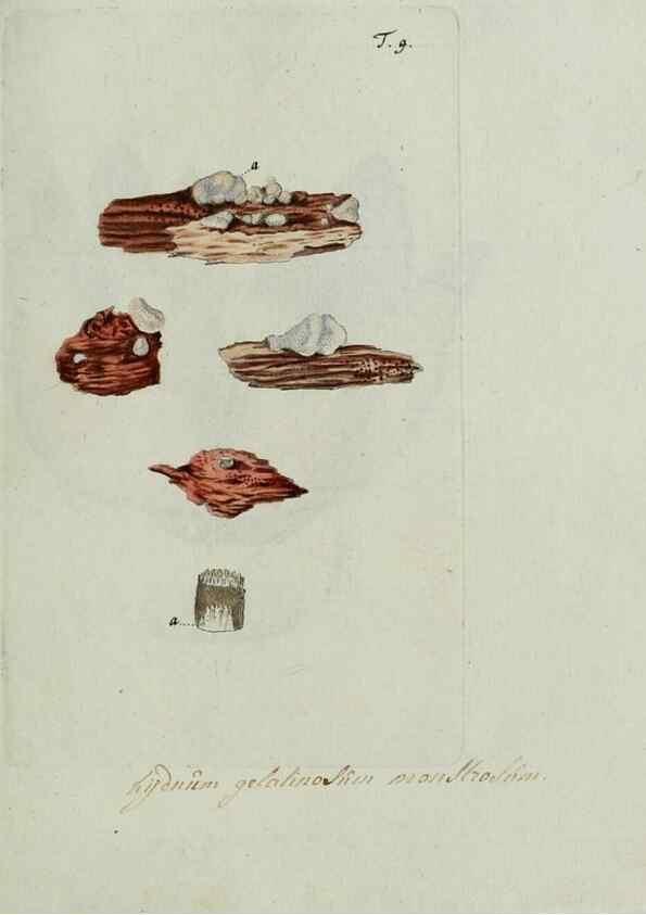 Reproducción/Reproduction 8720932970: Nicolai Josephi Jacquin Miscellanea austriaca ad botanicam, chemiam, et historiam naturalem spectantia, cum figuris partim coloratis. Vol. I-[II].. VindobonæEx officina Krausiana,1778-1781.