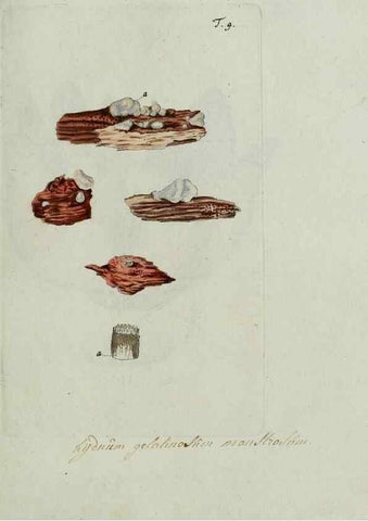 Reproducción/Reproduction 8720932970: Nicolai Josephi Jacquin Miscellanea austriaca ad botanicam, chemiam, et historiam naturalem spectantia, cum figuris partim coloratis. Vol. I-[II].. VindobonæEx officina Krausiana,1778-1781.