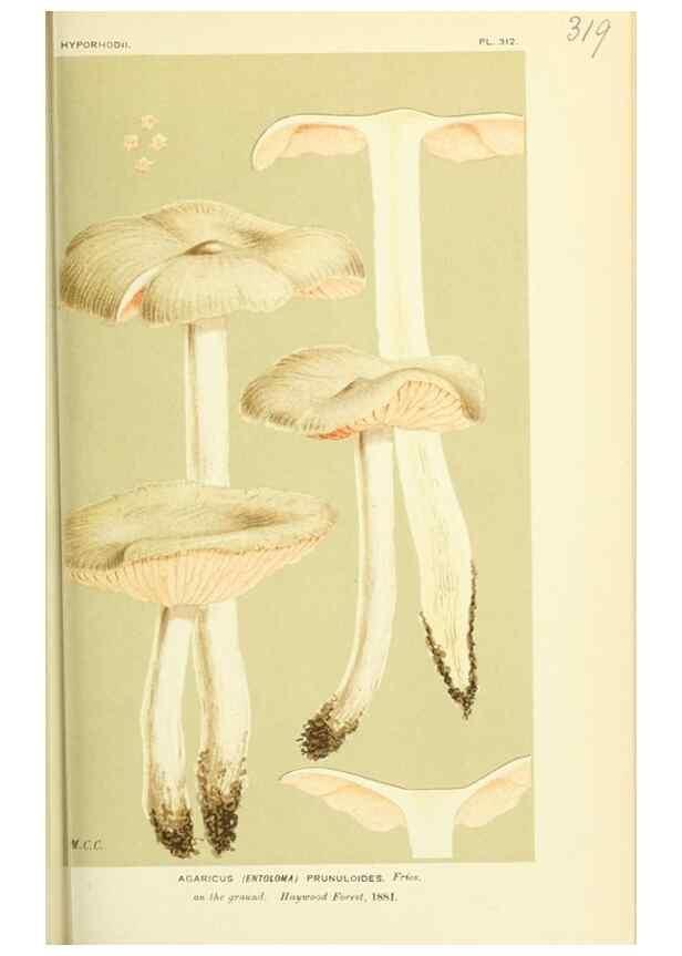 Reproducción/Reproduction 8723357552: Illustrations of British Fungi (Hymenomycetes), to serve as an atlas to the ""Handbook of British Fungi"".. LondonWilliams and Norgate1881-91