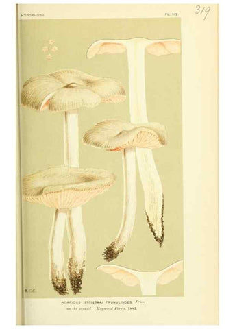 Reproducción/Reproduction 8723357552: Illustrations of British Fungi (Hymenomycetes), to serve as an atlas to the ""Handbook of British Fungi"".. LondonWilliams and Norgate1881-91