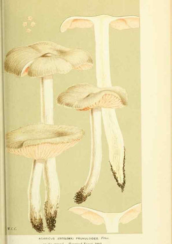 Reproducción/Reproduction 8723357552: Illustrations of British Fungi (Hymenomycetes), to serve as an atlas to the ""Handbook of British Fungi"".. LondonWilliams and Norgate1881-91