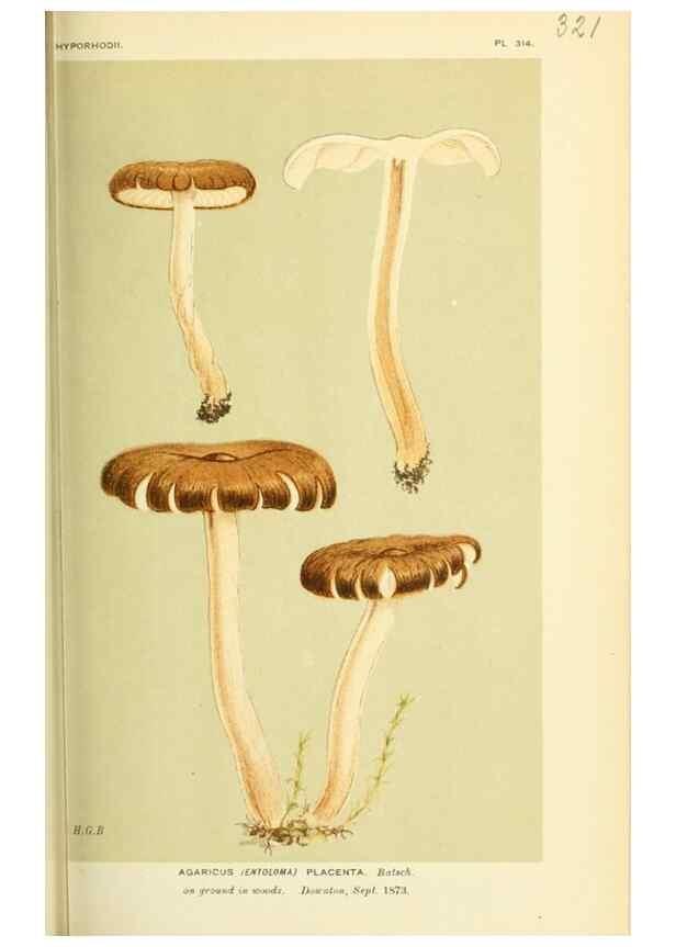 Reproducción/Reproduction 8722238385: Illustrations of British Fungi (Hymenomycetes), to serve as an atlas to the ""Handbook of British Fungi"".. LondonWilliams and Norgate1881-91
