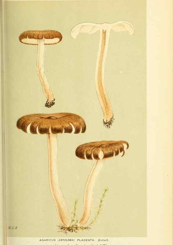 Reproducción/Reproduction 8722238385: Illustrations of British Fungi (Hymenomycetes), to serve as an atlas to the ""Handbook of British Fungi"".. LondonWilliams and Norgate1881-91