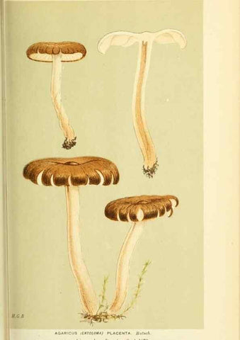 Reproducción/Reproduction 8722238385: Illustrations of British Fungi (Hymenomycetes), to serve as an atlas to the ""Handbook of British Fungi"".. LondonWilliams and Norgate1881-91