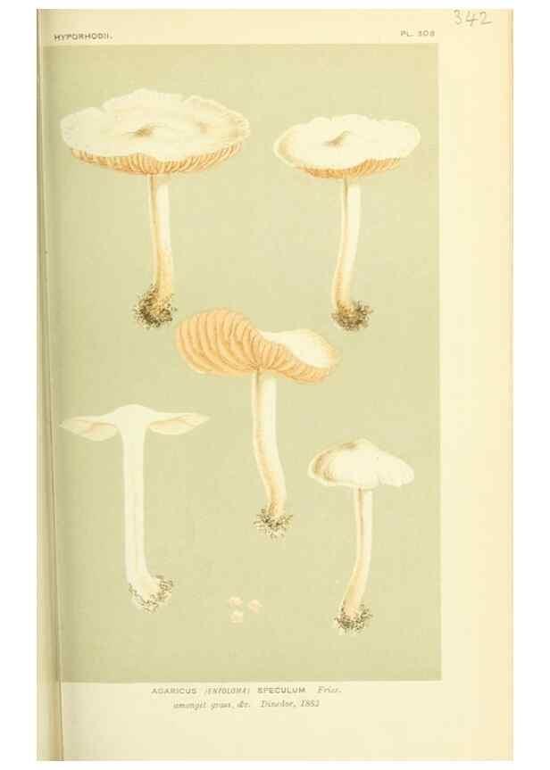 Reproducción/Reproduction 8722246033: Illustrations of British Fungi (Hymenomycetes), to serve as an atlas to the ""Handbook of British Fungi"".. LondonWilliams and Norgate1881-91