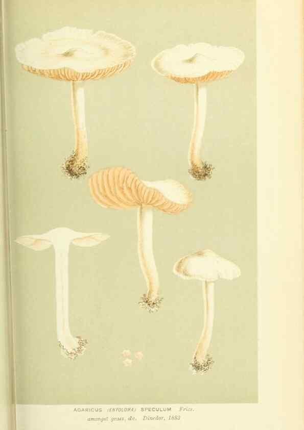 Reproducción/Reproduction 8722246033: Illustrations of British Fungi (Hymenomycetes), to serve as an atlas to the ""Handbook of British Fungi"".. LondonWilliams and Norgate1881-91