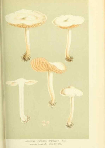 Reproducción/Reproduction 8722246033: Illustrations of British Fungi (Hymenomycetes), to serve as an atlas to the ""Handbook of British Fungi"".. LondonWilliams and Norgate1881-91