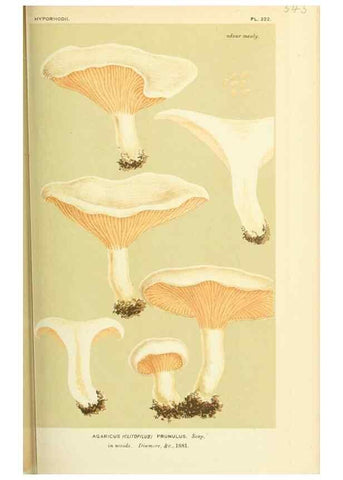 Reproducción/Reproduction 8722246263: Illustrations of British Fungi (Hymenomycetes), to serve as an atlas to the ""Handbook of British Fungi"".. LondonWilliams and Norgate1881-91