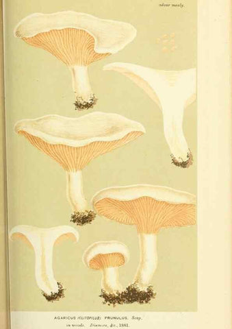 Reproducción/Reproduction 8722246263: Illustrations of British Fungi (Hymenomycetes), to serve as an atlas to the ""Handbook of British Fungi"".. LondonWilliams and Norgate1881-91