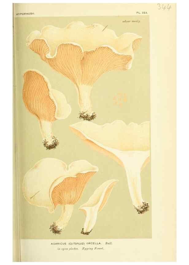Reproducción/Reproduction 8723366076: Illustrations of British Fungi (Hymenomycetes), to serve as an atlas to the ""Handbook of British Fungi"".. LondonWilliams and Norgate1881-91