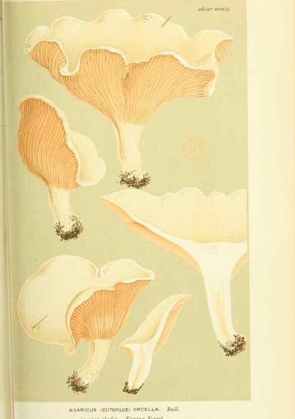 Reproducción/Reproduction 8723366076: Illustrations of British Fungi (Hymenomycetes), to serve as an atlas to the ""Handbook of British Fungi"".. LondonWilliams and Norgate1881-91