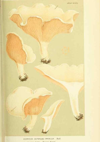 Reproducción/Reproduction 8723366076: Illustrations of British Fungi (Hymenomycetes), to serve as an atlas to the ""Handbook of British Fungi"".. LondonWilliams and Norgate1881-91