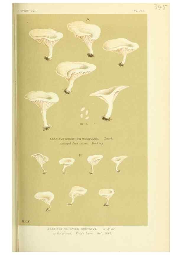 Reproducción/Reproduction 8723366380: Illustrations of British Fungi (Hymenomycetes), to serve as an atlas to the ""Handbook of British Fungi"".. LondonWilliams and Norgate1881-91