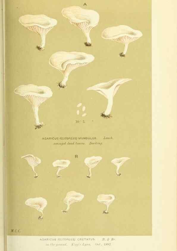 Reproducción/Reproduction 8723366380: Illustrations of British Fungi (Hymenomycetes), to serve as an atlas to the ""Handbook of British Fungi"".. LondonWilliams and Norgate1881-91