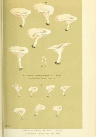 Reproducción/Reproduction 8723366380: Illustrations of British Fungi (Hymenomycetes), to serve as an atlas to the ""Handbook of British Fungi"".. LondonWilliams and Norgate1881-91