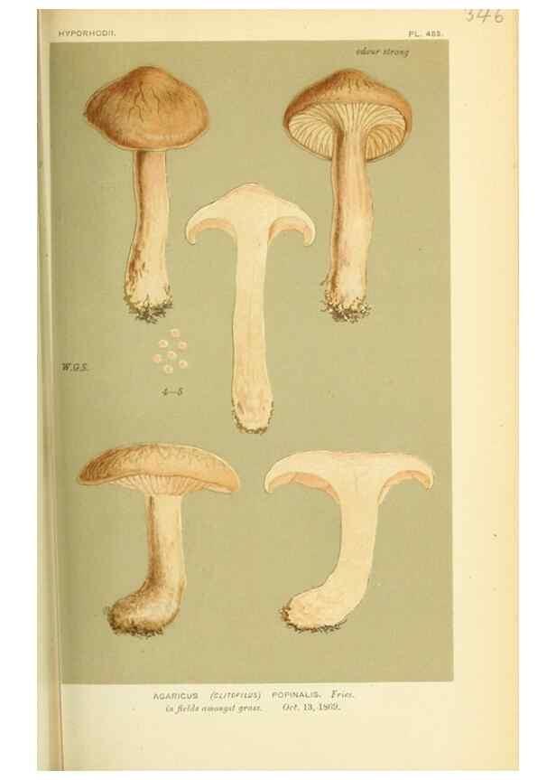 Reproducción/Reproduction 8723366706: Illustrations of British Fungi (Hymenomycetes), to serve as an atlas to the ""Handbook of British Fungi"".. LondonWilliams and Norgate1881-91