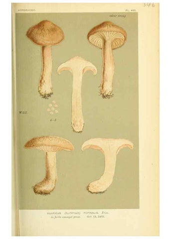 Reproducción/Reproduction 8723366706: Illustrations of British Fungi (Hymenomycetes), to serve as an atlas to the ""Handbook of British Fungi"".. LondonWilliams and Norgate1881-91