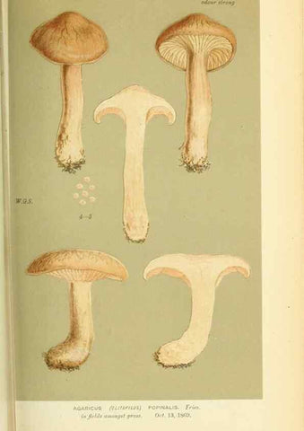 Reproducción/Reproduction 8723366706: Illustrations of British Fungi (Hymenomycetes), to serve as an atlas to the ""Handbook of British Fungi"".. LondonWilliams and Norgate1881-91