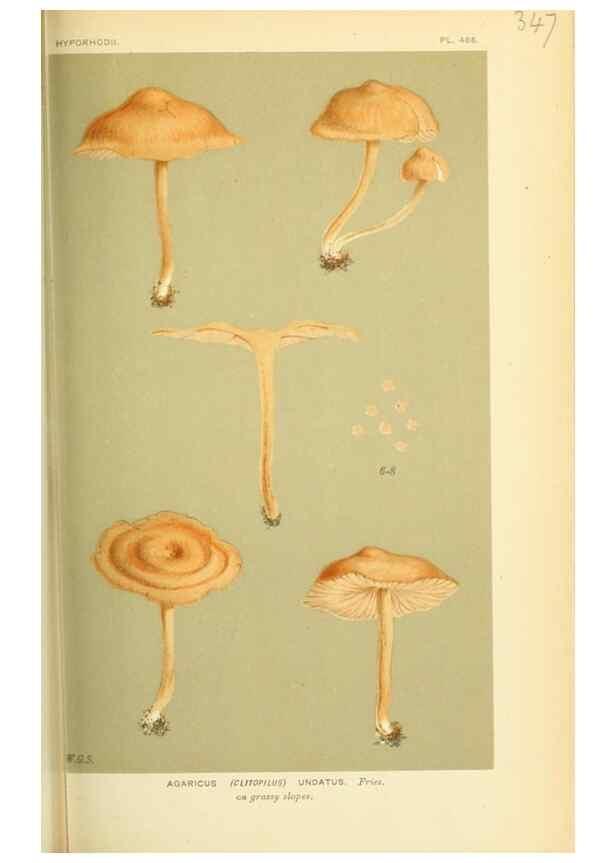 Reproducción/Reproduction 8722247365: Illustrations of British Fungi (Hymenomycetes), to serve as an atlas to the ""Handbook of British Fungi"".. LondonWilliams and Norgate1881-91