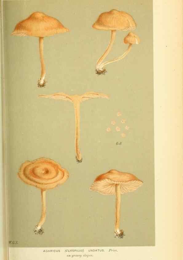 Reproducción/Reproduction 8722247365: Illustrations of British Fungi (Hymenomycetes), to serve as an atlas to the ""Handbook of British Fungi"".. LondonWilliams and Norgate1881-91