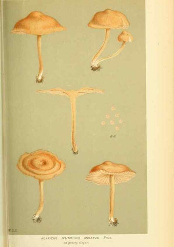 Reproducción/Reproduction 8722247365: Illustrations of British Fungi (Hymenomycetes), to serve as an atlas to the ""Handbook of British Fungi"".. LondonWilliams and Norgate1881-91