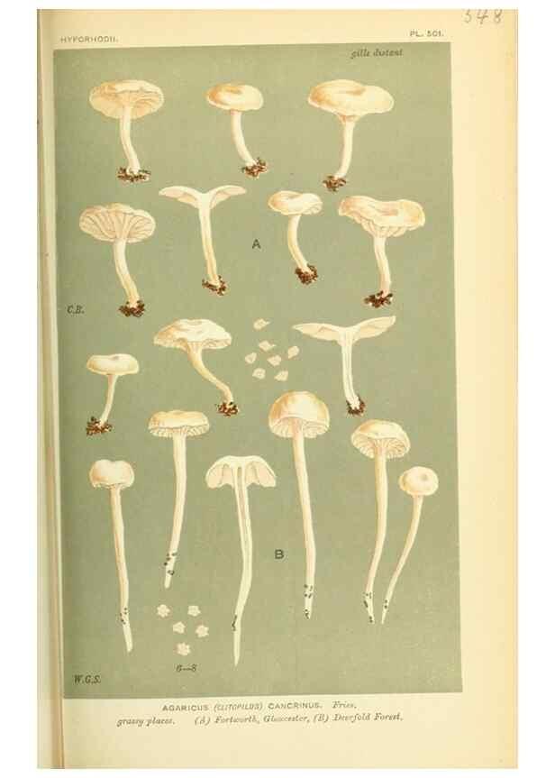 Reproducción/Reproduction 8722247669: Illustrations of British Fungi (Hymenomycetes), to serve as an atlas to the ""Handbook of British Fungi"".. LondonWilliams and Norgate1881-91