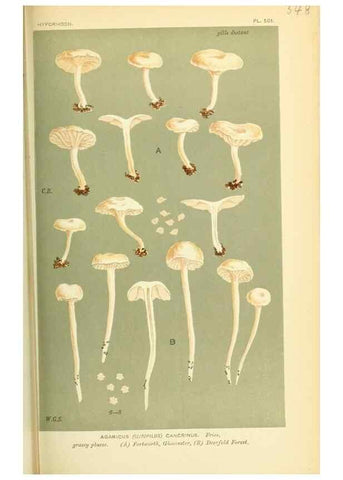 Reproducción/Reproduction 8722247669: Illustrations of British Fungi (Hymenomycetes), to serve as an atlas to the ""Handbook of British Fungi"".. LondonWilliams and Norgate1881-91