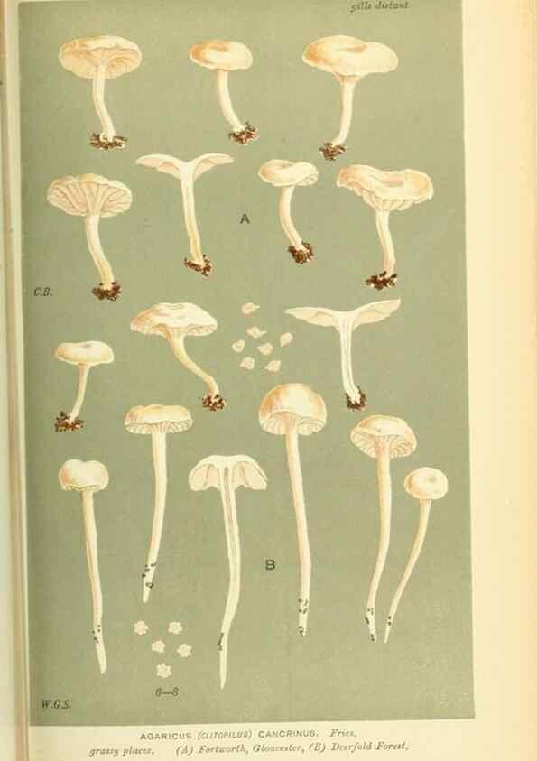 Reproducción/Reproduction 8722247669: Illustrations of British Fungi (Hymenomycetes), to serve as an atlas to the ""Handbook of British Fungi"".. LondonWilliams and Norgate1881-91