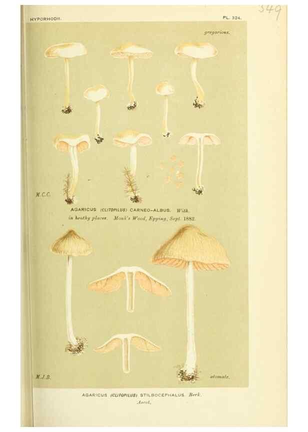Reproducción/Reproduction 8722248019: Illustrations of British Fungi (Hymenomycetes), to serve as an atlas to the ""Handbook of British Fungi"".. LondonWilliams and Norgate1881-91