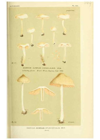 Reproducción/Reproduction 8722248019: Illustrations of British Fungi (Hymenomycetes), to serve as an atlas to the ""Handbook of British Fungi"".. LondonWilliams and Norgate1881-91
