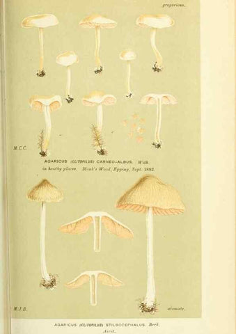 Reproducción/Reproduction 8722248019: Illustrations of British Fungi (Hymenomycetes), to serve as an atlas to the ""Handbook of British Fungi"".. LondonWilliams and Norgate1881-91