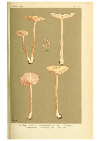 Reproducción/Reproduction 8723368250: Illustrations of British Fungi (Hymenomycetes), to serve as an atlas to the ""Handbook of British Fungi"".. LondonWilliams and Norgate1881-91