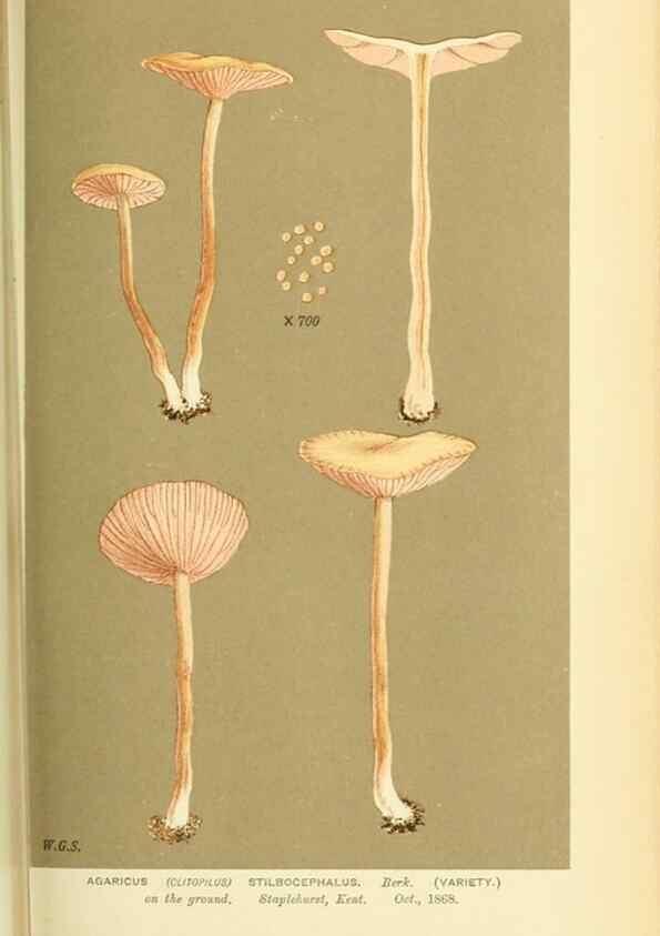 Reproducción/Reproduction 8723368250: Illustrations of British Fungi (Hymenomycetes), to serve as an atlas to the ""Handbook of British Fungi"".. LondonWilliams and Norgate1881-91