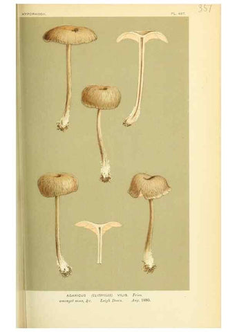 Reproducción/Reproduction 8722248953: Illustrations of British Fungi (Hymenomycetes), to serve as an atlas to the ""Handbook of British Fungi"".. LondonWilliams and Norgate1881-91