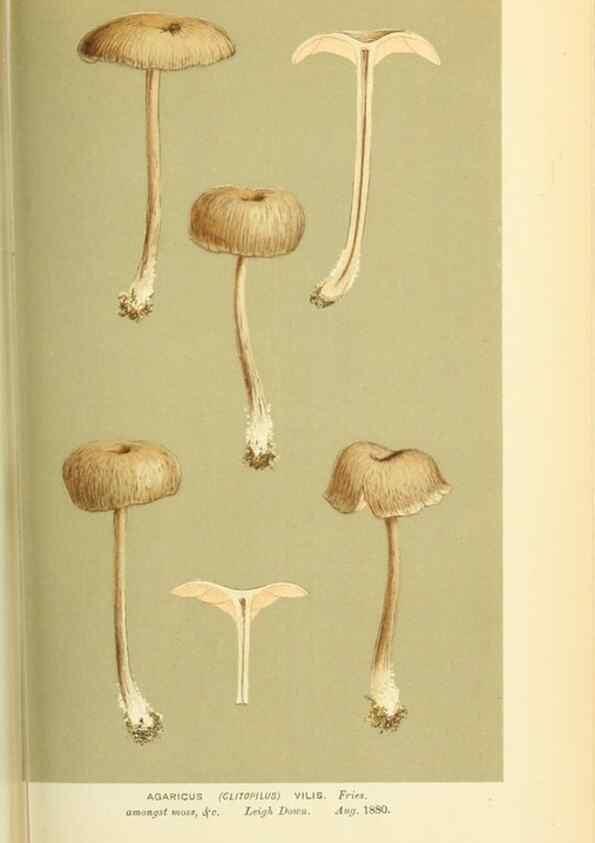 Reproducción/Reproduction 8722248953: Illustrations of British Fungi (Hymenomycetes), to serve as an atlas to the ""Handbook of British Fungi"".. LondonWilliams and Norgate1881-91