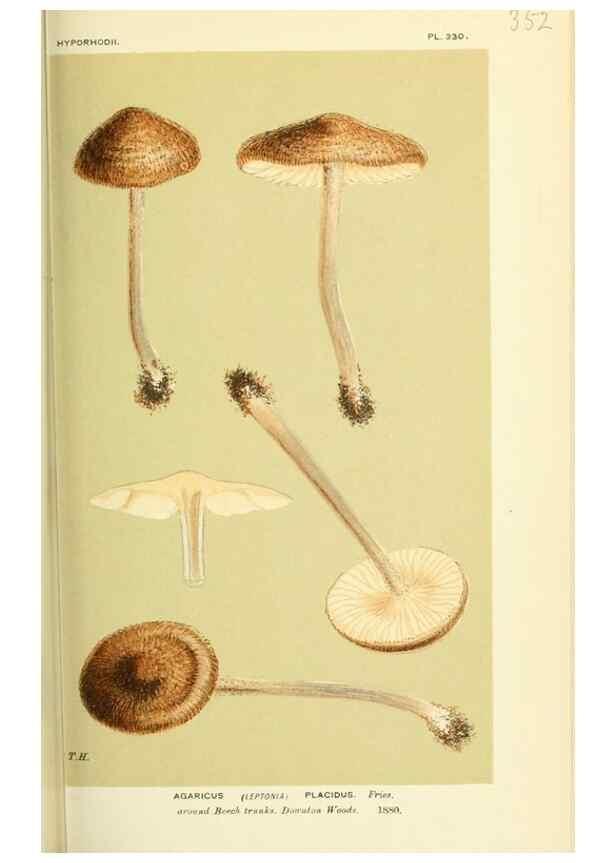Reproducción/Reproduction 8722249275: Illustrations of British Fungi (Hymenomycetes), to serve as an atlas to the ""Handbook of British Fungi"".. LondonWilliams and Norgate1881-91