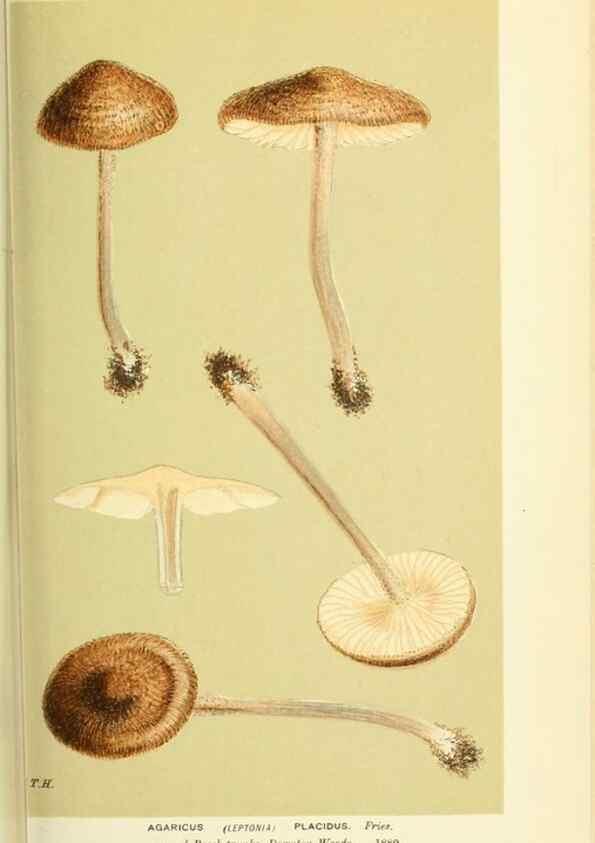 Reproducción/Reproduction 8722249275: Illustrations of British Fungi (Hymenomycetes), to serve as an atlas to the ""Handbook of British Fungi"".. LondonWilliams and Norgate1881-91