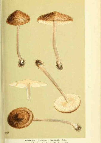 Reproducción/Reproduction 8722249275: Illustrations of British Fungi (Hymenomycetes), to serve as an atlas to the ""Handbook of British Fungi"".. LondonWilliams and Norgate1881-91