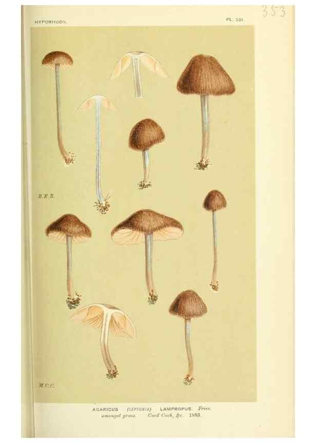 Reproducción/Reproduction 8722249621: Illustrations of British Fungi (Hymenomycetes), to serve as an atlas to the ""Handbook of British Fungi"".. LondonWilliams and Norgate1881-91