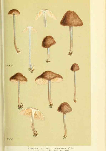 Reproducción/Reproduction 8722249621: Illustrations of British Fungi (Hymenomycetes), to serve as an atlas to the ""Handbook of British Fungi"".. LondonWilliams and Norgate1881-91